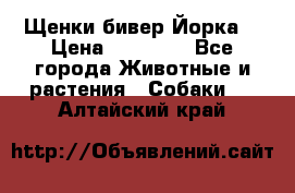 Щенки бивер Йорка  › Цена ­ 30 000 - Все города Животные и растения » Собаки   . Алтайский край